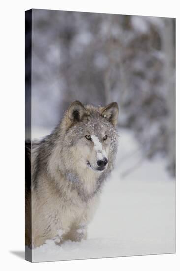 Gray Wolf in Snow-DLILLC-Stretched Canvas