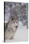 Gray Wolf in Snow-DLILLC-Stretched Canvas