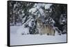 Gray Wolf in Snow-DLILLC-Framed Stretched Canvas