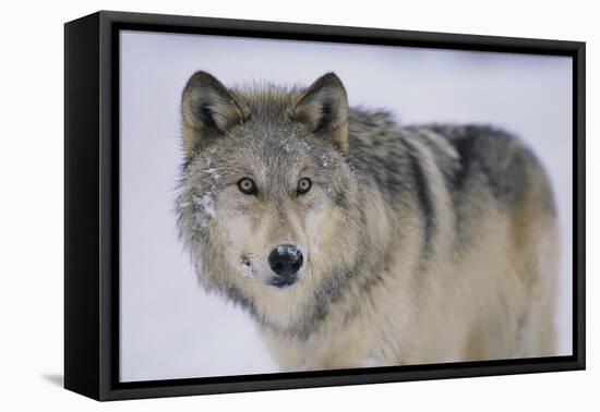 Gray Wolf in Snow-DLILLC-Framed Stretched Canvas