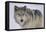 Gray Wolf in Snow-DLILLC-Framed Stretched Canvas