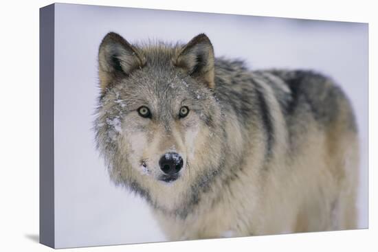 Gray Wolf in Snow-DLILLC-Stretched Canvas