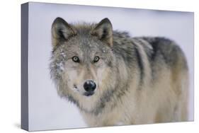 Gray Wolf in Snow-DLILLC-Stretched Canvas