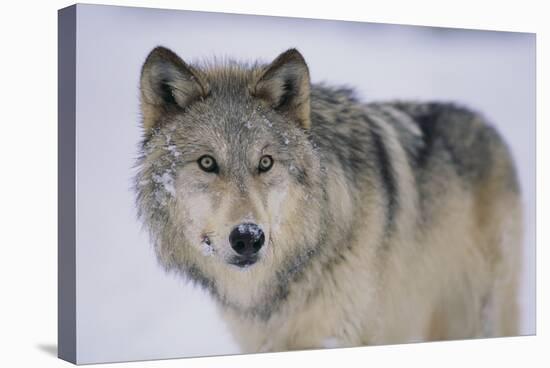 Gray Wolf in Snow-DLILLC-Stretched Canvas