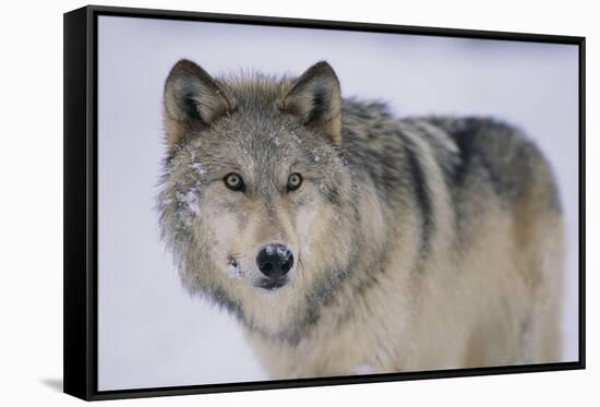 Gray Wolf in Snow-DLILLC-Framed Stretched Canvas