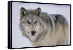 Gray Wolf in Snow-DLILLC-Framed Stretched Canvas