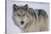 Gray Wolf in Snow-DLILLC-Stretched Canvas