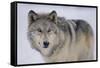 Gray Wolf in Snow-DLILLC-Framed Stretched Canvas