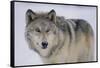 Gray Wolf in Snow-DLILLC-Framed Stretched Canvas