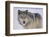 Gray Wolf in Snow-DLILLC-Framed Premium Photographic Print