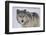 Gray Wolf in Snow-DLILLC-Framed Premium Photographic Print