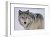 Gray Wolf in Snow-DLILLC-Framed Premium Photographic Print