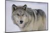 Gray Wolf in Snow-DLILLC-Mounted Premium Photographic Print