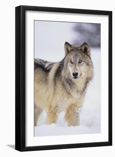 Gray Wolf in Snow-DLILLC-Framed Photographic Print