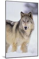 Gray Wolf in Snow-DLILLC-Mounted Photographic Print