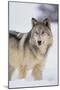 Gray Wolf in Snow-DLILLC-Mounted Photographic Print