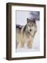 Gray Wolf in Snow-DLILLC-Framed Photographic Print