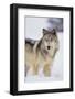 Gray Wolf in Snow-DLILLC-Framed Photographic Print