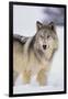 Gray Wolf in Snow-DLILLC-Framed Photographic Print