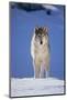 Gray Wolf in Snow-DLILLC-Mounted Photographic Print