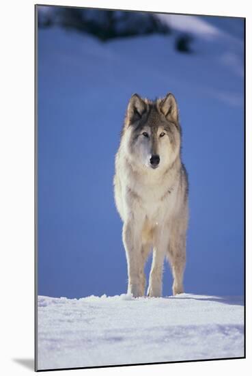 Gray Wolf in Snow-DLILLC-Mounted Photographic Print