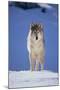 Gray Wolf in Snow-DLILLC-Mounted Photographic Print