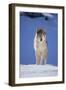 Gray Wolf in Snow-DLILLC-Framed Photographic Print