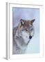 Gray Wolf in Snow-DLILLC-Framed Photographic Print