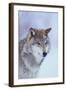 Gray Wolf in Snow-DLILLC-Framed Photographic Print