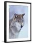 Gray Wolf in Snow-DLILLC-Framed Photographic Print