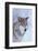 Gray Wolf in Snow-DLILLC-Framed Photographic Print