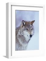 Gray Wolf in Snow-DLILLC-Framed Photographic Print