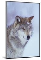 Gray Wolf in Snow-DLILLC-Mounted Photographic Print