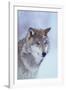 Gray Wolf in Snow-DLILLC-Framed Photographic Print