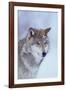 Gray Wolf in Snow-DLILLC-Framed Photographic Print