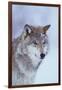 Gray Wolf in Snow-DLILLC-Framed Photographic Print