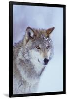 Gray Wolf in Snow-DLILLC-Framed Photographic Print