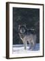 Gray Wolf in Snow-DLILLC-Framed Photographic Print