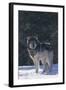 Gray Wolf in Snow-DLILLC-Framed Photographic Print