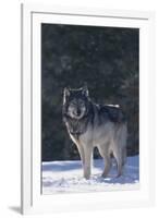 Gray Wolf in Snow-DLILLC-Framed Photographic Print