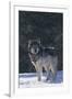 Gray Wolf in Snow-DLILLC-Framed Photographic Print