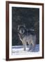 Gray Wolf in Snow-DLILLC-Framed Photographic Print