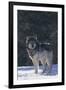 Gray Wolf in Snow-DLILLC-Framed Photographic Print