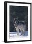 Gray Wolf in Snow-DLILLC-Framed Photographic Print