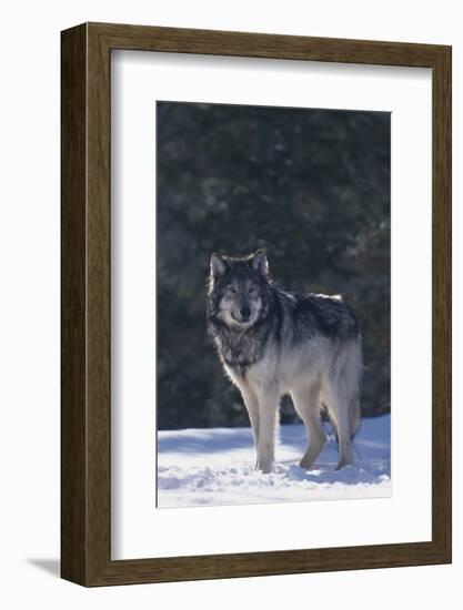 Gray Wolf in Snow-DLILLC-Framed Photographic Print