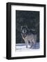 Gray Wolf in Snow-DLILLC-Framed Photographic Print