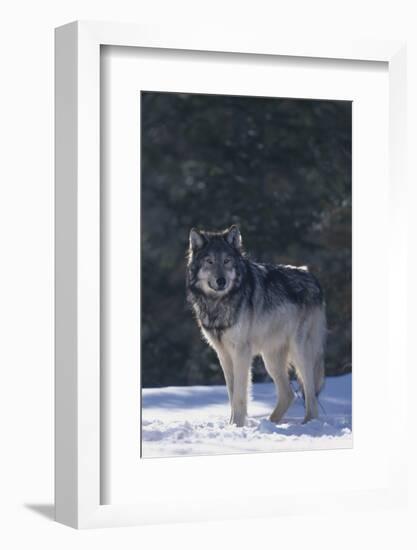 Gray Wolf in Snow-DLILLC-Framed Photographic Print