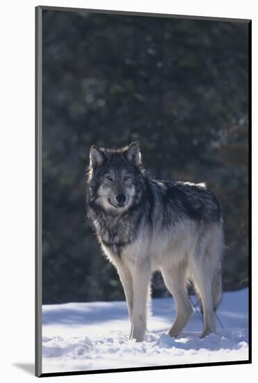 Gray Wolf in Snow-DLILLC-Mounted Photographic Print