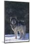 Gray Wolf in Snow-DLILLC-Mounted Photographic Print