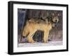 Gray Wolf in Snow-DLILLC-Framed Photographic Print